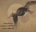 /album/termeszet-haikuk/szines-vadkacsak-jpg/